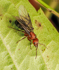 Formica sanguinea