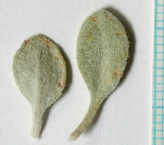 Eriogonum anemophilum