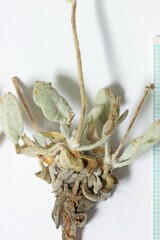 Eriogonum anemophilum