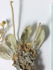 Eriogonum anemophilum