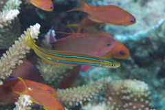 Bluestriped Fangblenny photo 4