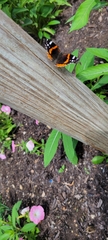 Vanessa atalanta