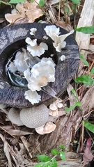 Favolaschia xtbgensis