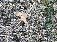 Sciurus carolinensis