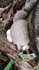 Favolaschia xtbgensis