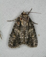 Acronicta increta