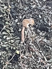 Sciurus carolinensis