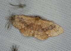 Leptostales ferruminaria