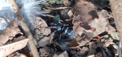 Latonigena
