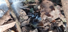 Latonigena