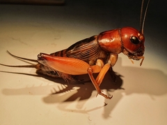 Gryllus alexanderi
