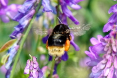 Bombus xanthopus