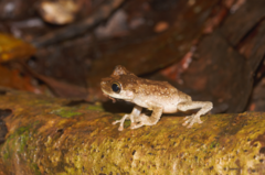 Osteocephalus oophagus