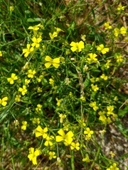 Bunias erucago