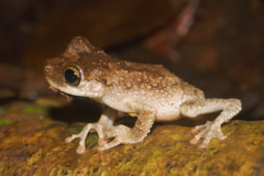 Osteocephalus oophagus