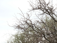 Geoffroea decorticans