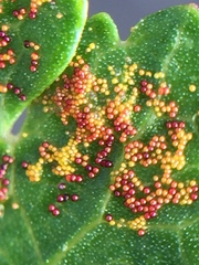 Synchytrium australe