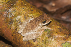 Osteocephalus oophagus