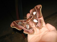Rothschildia cinctus