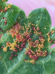 Synchytrium australe