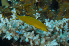 Bicolour Fangblenny photo 4