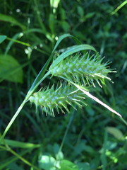 Carex lurida