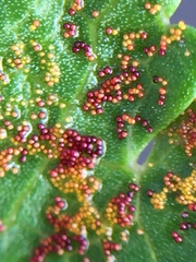 Synchytrium australe