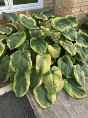 Hosta capitata