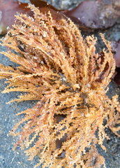 Symplectoscyphus turgidus