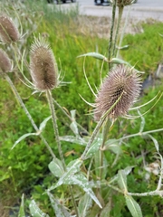 Dipsacus fullonum