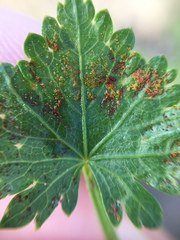 Synchytrium australe