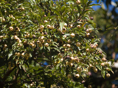 Cryptocarya aschersoniana