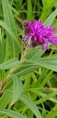 Vernonia fasciculata