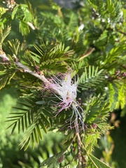 Calliandra surinamensis