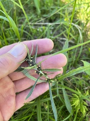 Omalotheca norvegica