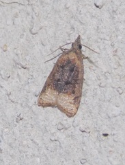 Platynota flavedana