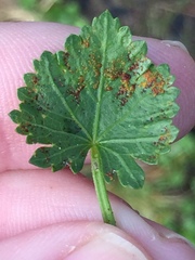 Synchytrium australe