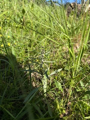 Omalotheca norvegica