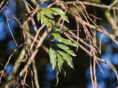 Cryptocarya aschersoniana