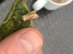 Denticucullus pygmina