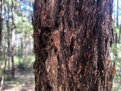 Eucalyptus helidonica