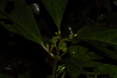 Solanum anceps