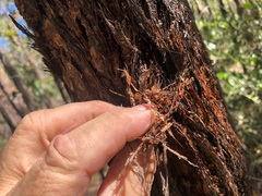Eucalyptus helidonica