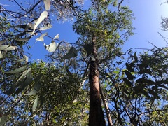 Eucalyptus helidonica
