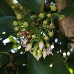 Ardisia solanacea