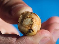 Cryptocarya aschersoniana