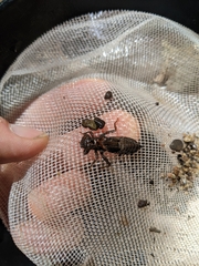 Cordulegaster dorsalis