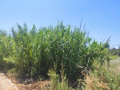 Arundo donax