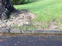 Synchytrium australe