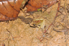 Pristimantis zeuctotylus